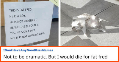 Vet Clinic’s Hilarious Sign Exposes Fat Fred, A Very Chonky Cat