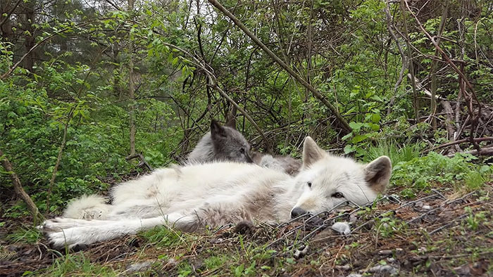 They live at the Wolf Conservation Center, a non-profit organisation in South Salem, New York.