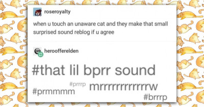 25+ Cat-Related Tumblr Posts That Prove How Truly Crazy Cats Are