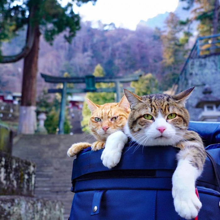 Since neither party enjoyed being apart but Nagasawa had to travel for work, he decided the obvious solution was to bring the kitties with him.