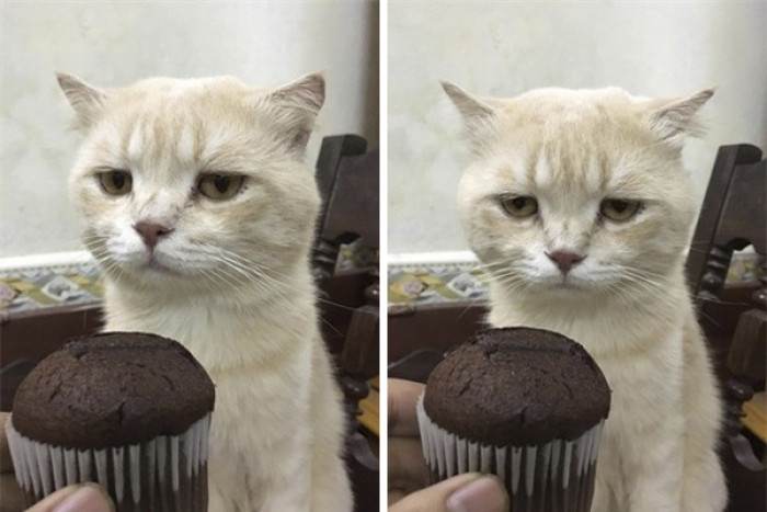 "What is this, human? No fishy in it?"