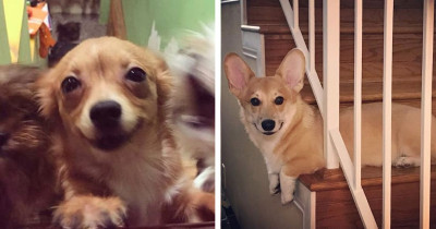 Collection of Dogs That Will Make Your Heart Smile Just By Looking