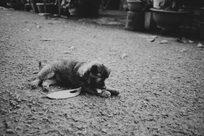 The monk mostly takes care of dogs. But he also cares for other strays including, geese, peacocks, chickens, and cats.