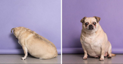 Senior Pug Defies All Odds And Loves Life Despite Being The Underdog