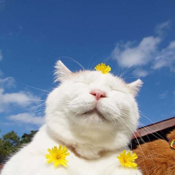 35 Photos Of Shiro, The Most Relaxed Cat In The World, Who Passed Away ...