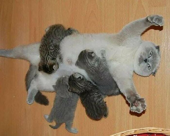 16. When your kittens drink the life out of you