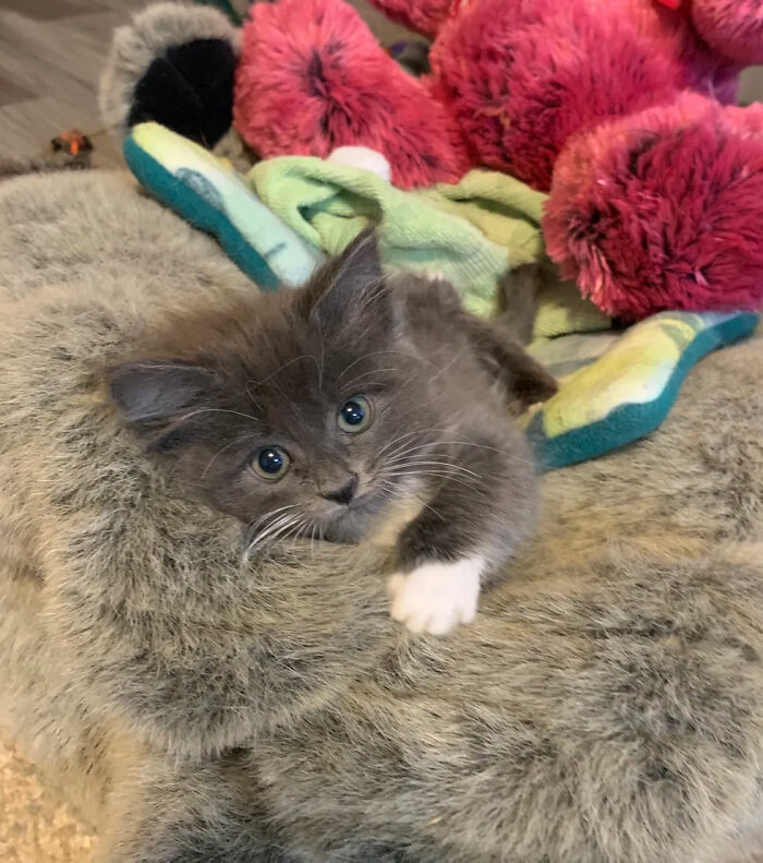 Basner also shared how Lady Purrl has formed friendships and bonds with other animals.