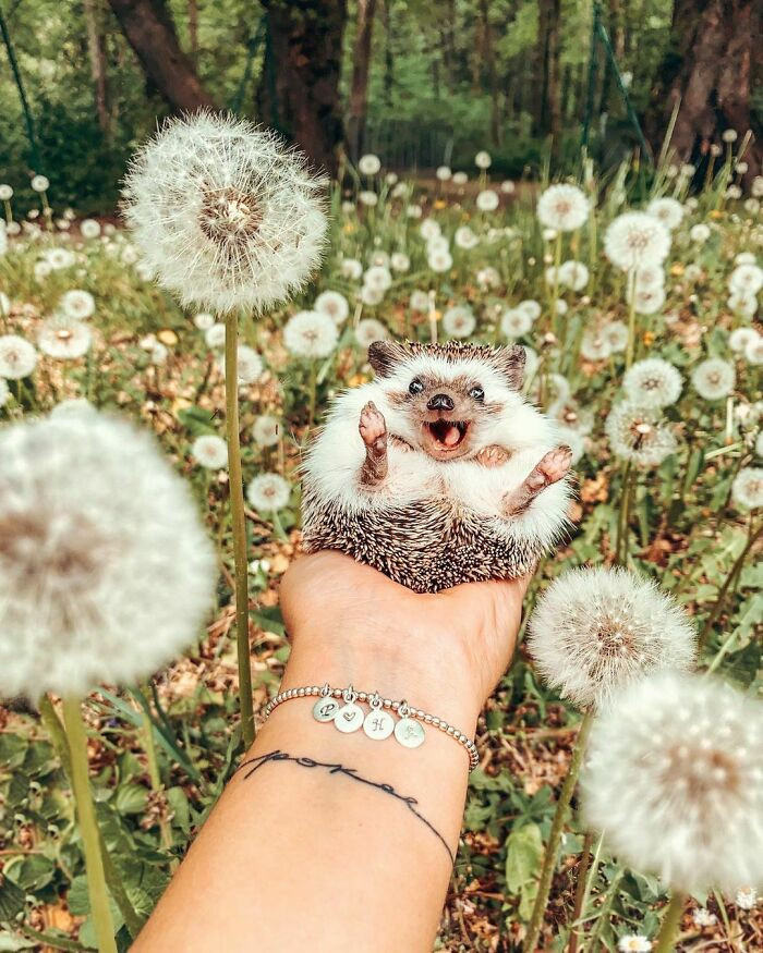 #25 This hedgehog's smile is contagious