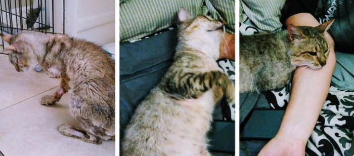 15. “2 months ago, I found him mangled, likely run over, and almost dead due to dehydration. Today, we finally took the cone off and let him chill with us on the bed.”