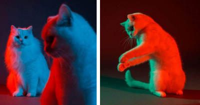 Award Winning Animal Photographer's Cat Gallery Is Full Of Character And Color