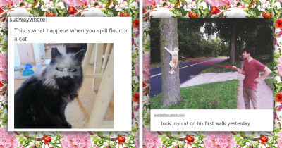 15+ Times Tumblr Purrfectly Nailed Cat Humor