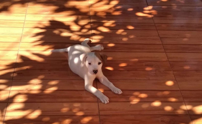 Abandoned Pup Relaxing at His New Home