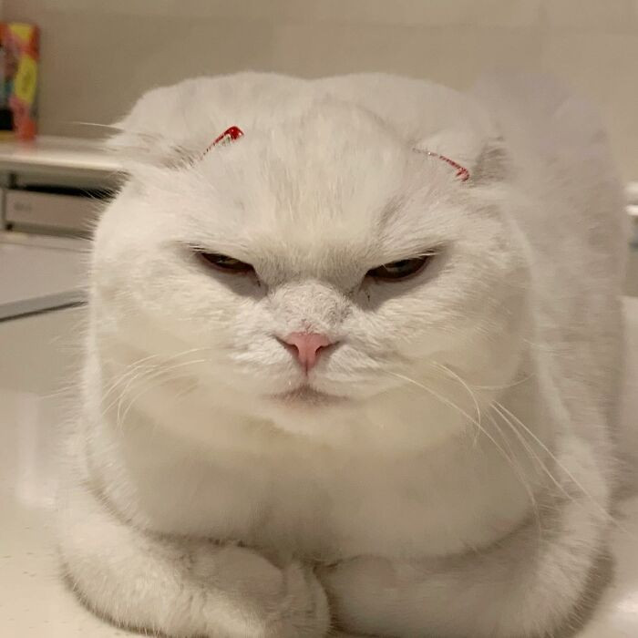 Meet Muji, the four-year-old tsundere cat from Japan.