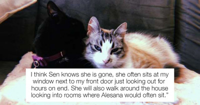 Cats Reaction When She Sees Her Late Best Friend's Fur is The Most Bitter Sweet Moment