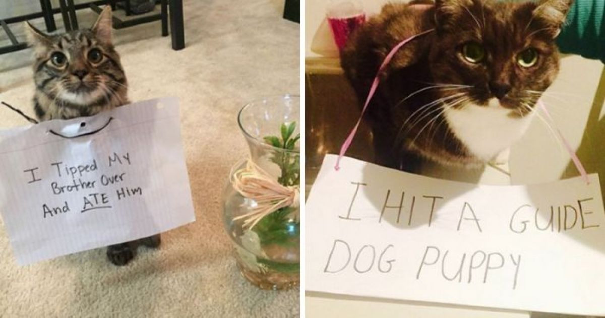 These Cats Are Terrible Troublemakers And They're Proud Of It