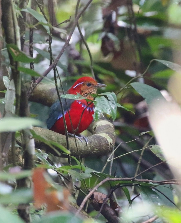 It is a shy bird, and mostly lives in hilly and subtropical or tropical moist lowland forests