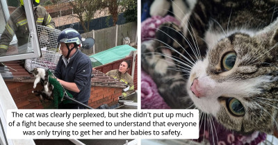Cat Gives Birth in Family’s Rain Gutter, and the Little Furry Family Had to Be Saved Before a Thunderstorm Began