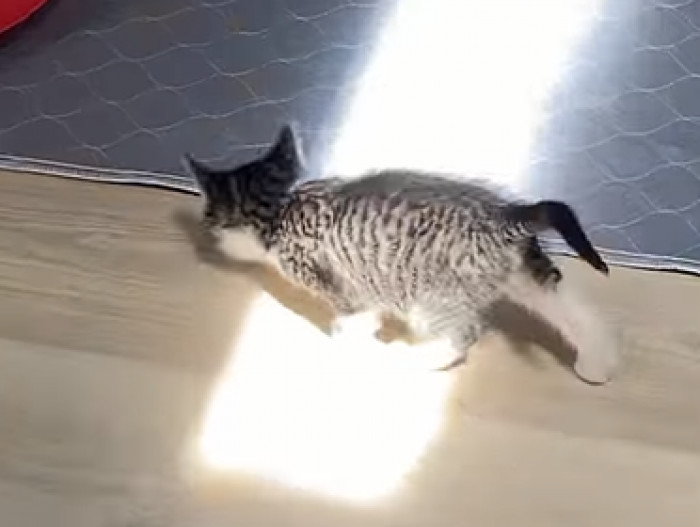 She initially tested the waters by giving the sunbeam a tiny sniff.