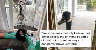 Wild Goose Was Taken To A Vet Clinic For Treatment, And His Longtime Girlfriend Managed To Find Him