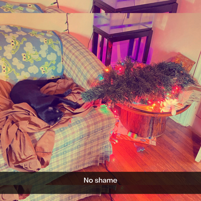 17. For what reason should this majestic cat be ashamed?