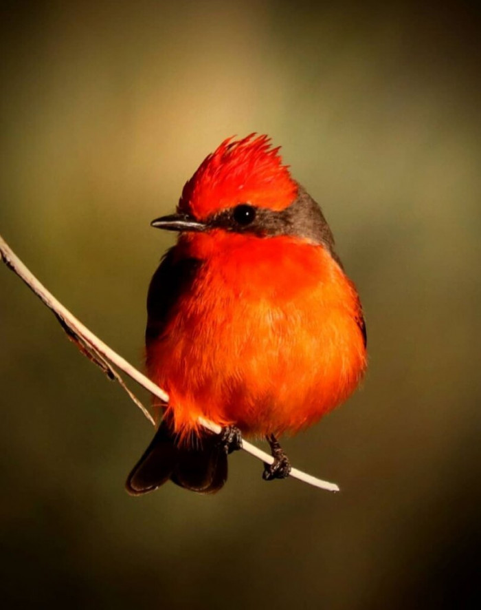 Meet The Flame-Headed Vermillion Flycatcher