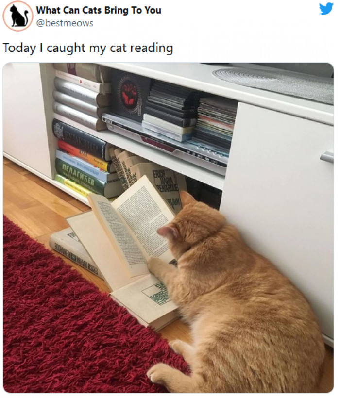 3. This cat is deciding to learn some things, and I am afraid of what he will accomplish when he gets his powers