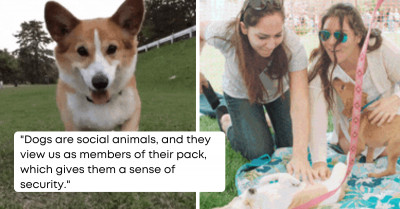 Dog Trainers Explain How You Can Find Out If Your Dog Trusts You