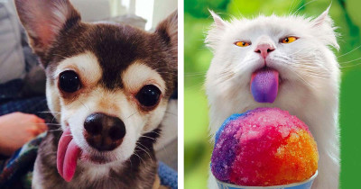 17 Adorable Animals With Their Tongues Sticking Out Are The Funniest Things You Will See Today