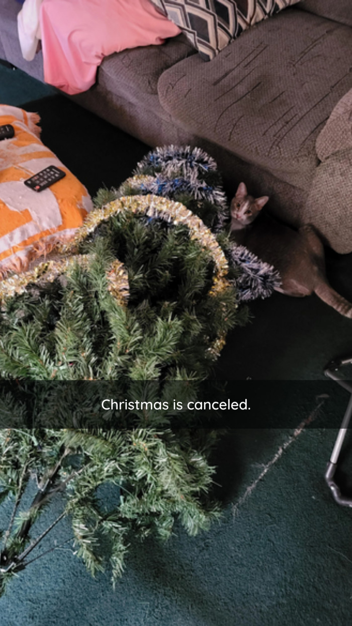 14. Are you team #NoTreeNoChristmas?