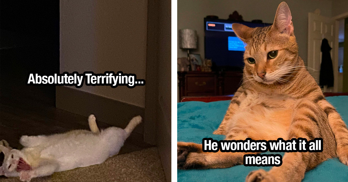 Weirdo Cats Living Their Best, Weird Lives