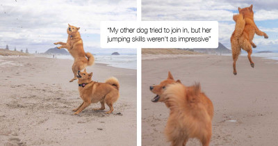 Dog Expresses Her Joy at Visiting the Beach Through Her Unusually High Jumps