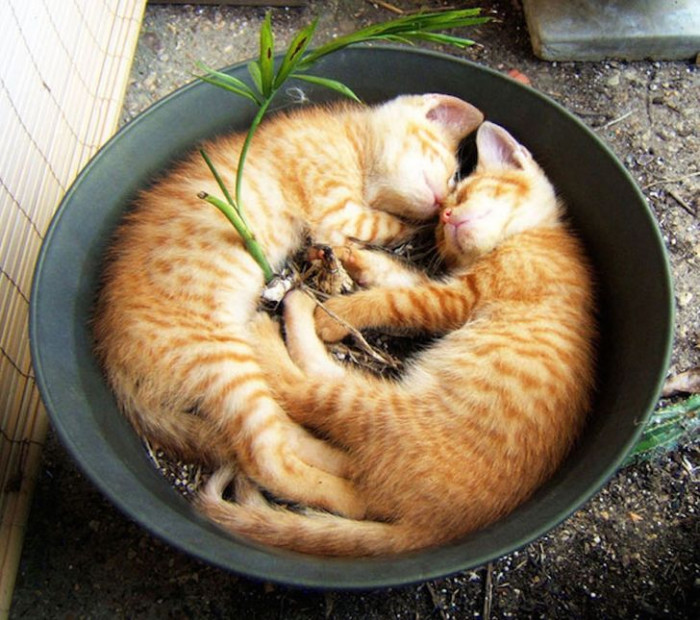 7. They seem comfortable sleeping in the plant