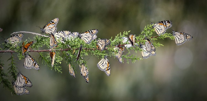 Phil captured on camera a vast multitude of monarchs fluttering their wings in the Mexican woods, and the result is absolutely astonishing!