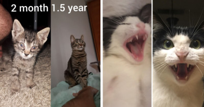 21 Heartwarming Pictures That Show How The Lives Of Cats Improved After They Were Showered With Love