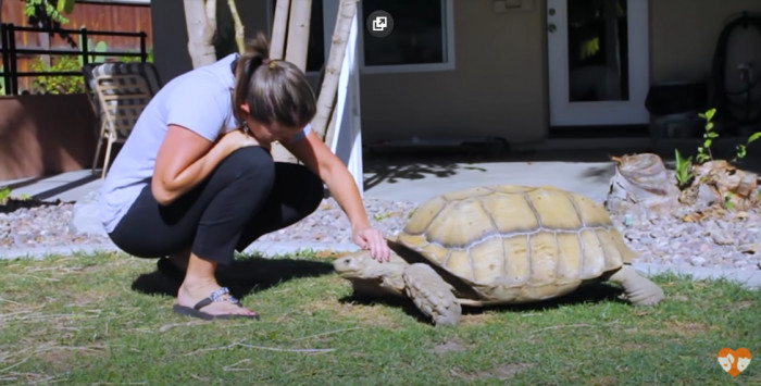 The rescue is home to Goliath, an eighty-year-old sulcata turtle.