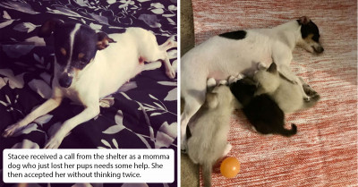 Grieving Momma Dog Who Lost Her Litter Adopts Orphaned Kittens