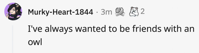This person who just wanted to be friends with an owl