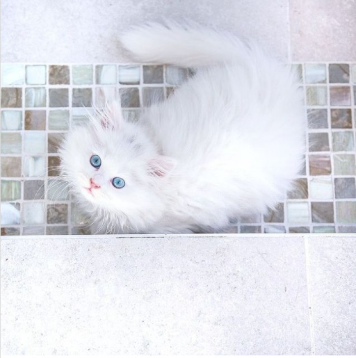 18. This Romanian cat has an expression that's so cute