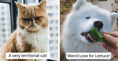 40 Weird and Funny Things Pets Do That Most People Would Find Hard To Believe