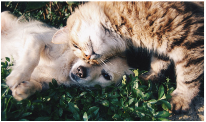 This story recounts a cat’s priceless reaction when humans introduced her to a newborn puppy. The people gave the mother cat a glimpse of the newborn pup, and she appeared shocked. When they left the puppy in the box with her, the cat instinctively tried to protect the puppy and provided it with the warmth of a mother. They decided to record the cat's reaction upon seeing the puppy, and the beautiful scene was captured in the video.