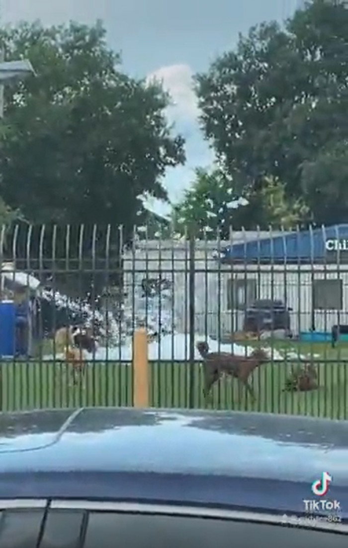 The Joy Of Seeing Happy Dogs!