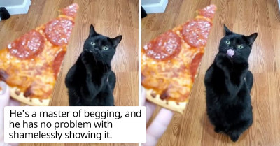 Cat Begs For Pizza In The Most Adorable Way Ever