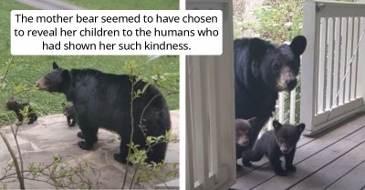 Mama Bear Brings Her Cubs To The Backyard She Was Frequently Visiting So They Could Meet Her Favorite Humans