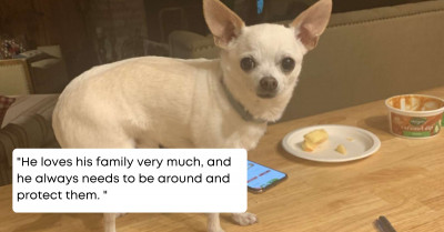 Family Ties Balloons to Their Tiny Dogs So They Can Keep Track of Them and It’s Adorable