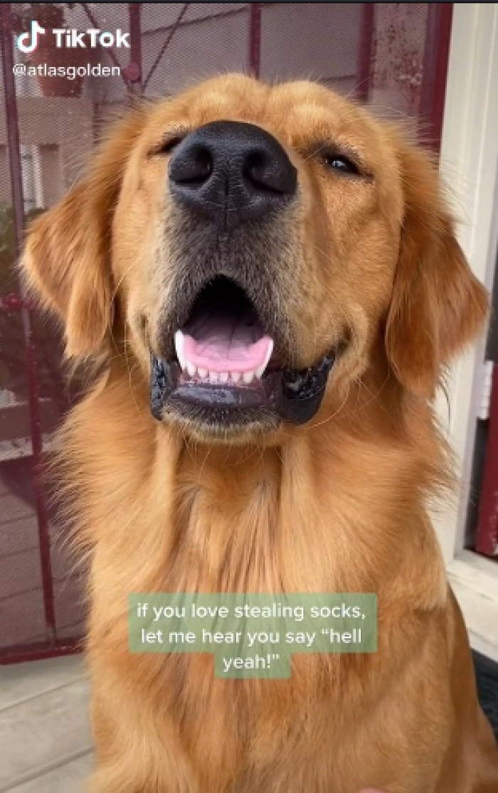 Maybe someday she WILL come to life and give dear Atlas his well-deserved pets.