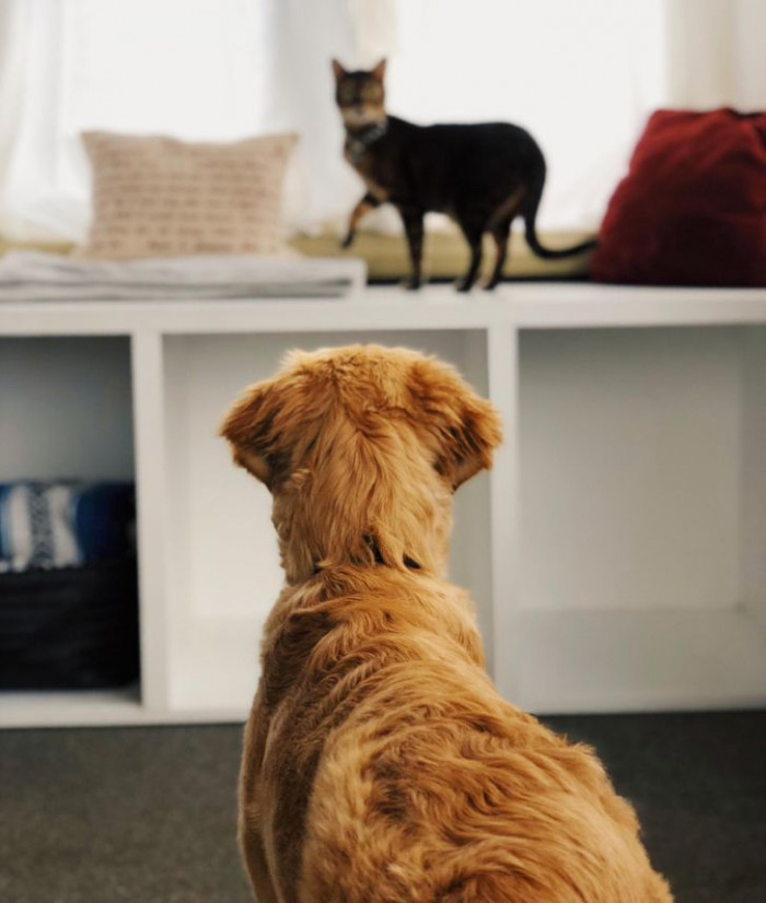 12. Don't expect them to be in a harmonious relationship all the time, though.