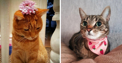 23 Pictures Tell Us That Owning Cats Will Bring Joys and Sorrows