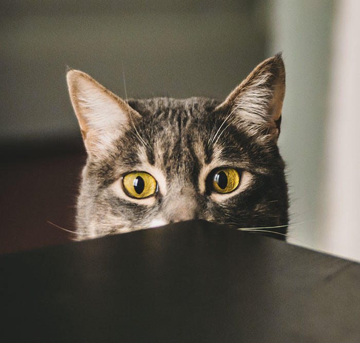 Buster loves to play hide-and-seek.