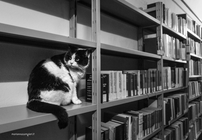 Cat exploring a recording studio, surrounded by microphones and cables in a workplace