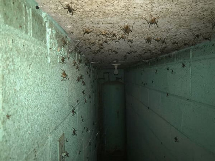 26. Anything with this amount of spiders is a sure way to creep most of us out